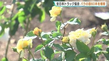 トラック運送事業者がバラの苗60本を植樹　地球環境改善への取り組み「トラックの森」づくりの一環　広島県福山市