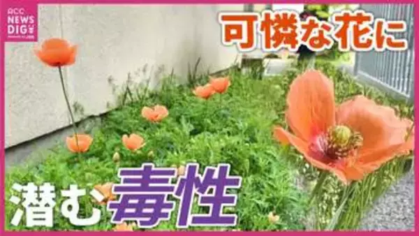 「可愛いから」と触らないで！街に溢れるオレンジ色の花『ナガミヒナゲシ』の意外な毒性と繁殖力