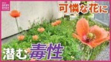 「可愛いから」と触らないで！街に溢れるオレンジ色の花『ナガミヒナゲシ』の意外な毒性と繁殖力