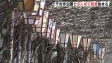 「夜のお花見も楽しんで」広島県の桜の名所・千光寺公園で　夜の公園を淡い光で包むぼんぼりを設置　咲き始めは25日ごろから