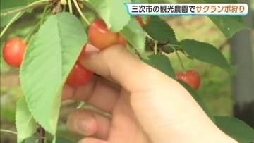 「100個以上いきます」天候に恵まれ例年以上の大豊作　三次でサクランボ狩り　広島