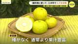 「「鍋料理にぜひ…」　黄色く色づいたユズの収穫始まる　出来は例年通り　広島県三次市」の画像1
