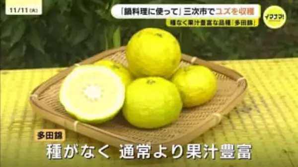 「鍋料理にぜひ…」　黄色く色づいたユズの収穫始まる　出来は例年通り　広島県三次市
