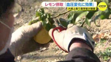 「レモン摂取で血圧上昇を抑える効果」広島･大崎上島町で産学官連携のレモン研究成果を発表