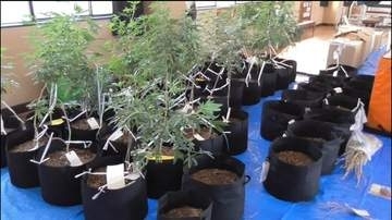 営利目的で乾燥大麻所持か　親子ら男3人を再逮捕　警察が小分けされた乾燥大麻と大麻草302鉢を押収　４回目の逮捕　広島