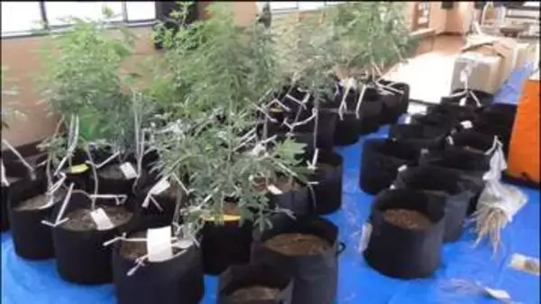 営利目的で乾燥大麻所持か　親子ら男3人を再逮捕　警察が小分けされた乾燥大麻と大麻草302鉢を押収　４回目の逮捕　広島