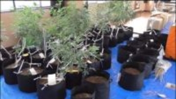 営利目的で乾燥大麻所持か　親子ら男3人を再逮捕　警察が小分けされた乾燥大麻と大麻草302鉢を押収　４回目の逮捕　広島