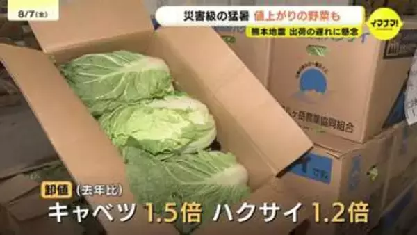 夏の猛暑・水不足で野菜高騰　熊本地震で「キャベツの出荷遅れ」懸念　広島のソウルフードにも影響か　果物は「シャインマスカット」が大衆ブドウに!?