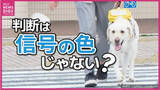 「西日本最大の盲導犬訓練センターが広島市に開設へ「2人に1人が拒否」を変える一歩に 解消したい「誤解｣に 知っておきたい”心のバリアフリー”と正しい接し方」の画像1