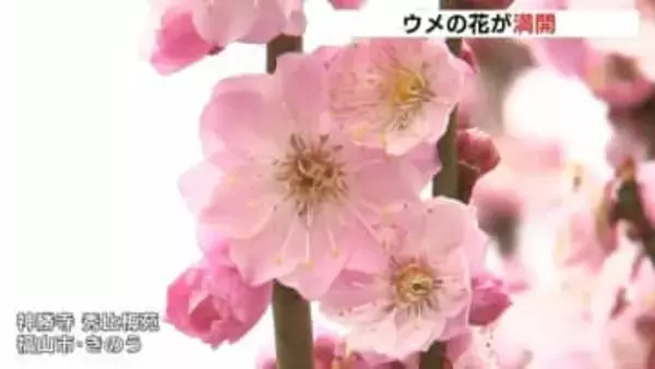 初公開　神勝寺・秀比梅苑のウメの花が満開　「しだれ梅」など４０種類１００本　広島・福山市