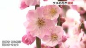 初公開　神勝寺・秀比梅苑のウメの花が満開　「しだれ梅」など４０種類１００本　広島・福山市
