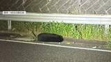 「「クマとぶつかった」高速道路上で横たわるクマ　山陽自動車道で車とクマがぶつかる事故　運転手にけがはなし　広島」の画像1