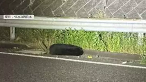 「クマとぶつかった」高速道路上で横たわるクマ　山陽自動車道で車とクマがぶつかる事故　運転手にけがはなし　広島