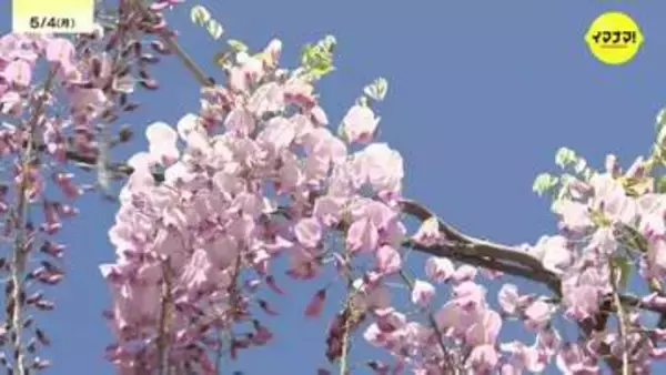 広島・世羅町の観光農園でフジの花が見ごろ
