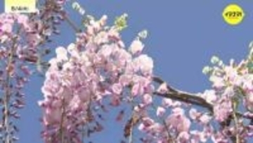 広島・世羅町の観光農園でフジの花が見ごろ
