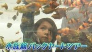 「家の塩では魚は飼えません」1日4トンの海水を作る水族館の舞台裏に潜入　【広島もとまち水族館】