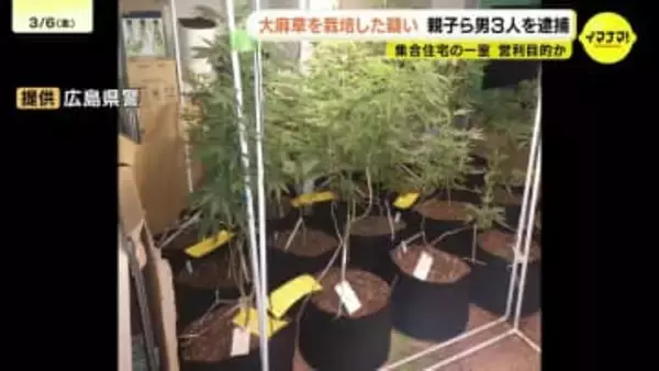 集合住宅で大麻草36鉢を栽培か　親子ら３人を逮捕　営利目的で栽培したとみて捜査　広島