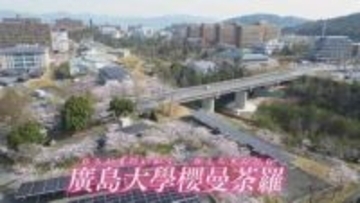 ｢広大って自然がきれい｣　1300本の「櫻曼荼羅」が見ごろに　ドローンが捉えた春景色　広島大学　東広島キャンパス