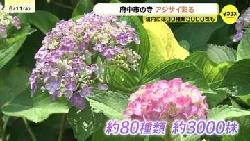 約80種類3000株が彩る「あじさい寺」　雨に恵まれ色づき鮮やか　6月いっぱい見ごろ　広島・府中市の