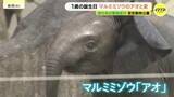 「マルミミゾウ「アオ」の生誕1周年イベント　国内初の繁殖成功　全国のファンによる「思い出の一枚」も展示　広島・安佐動物公園」の画像1