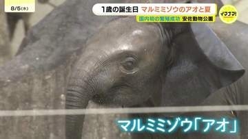 マルミミゾウ「アオ」の生誕1周年イベント　国内初の繁殖成功　全国のファンによる「思い出の一枚」も展示　広島・安佐動物公園