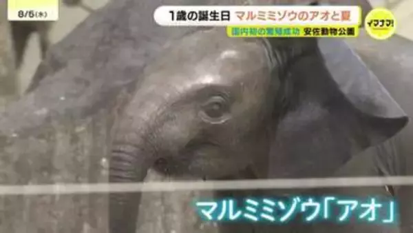 マルミミゾウ「アオ」の生誕1周年イベント　国内初の繁殖成功　全国のファンによる「思い出の一枚」も展示　広島・安佐動物公園