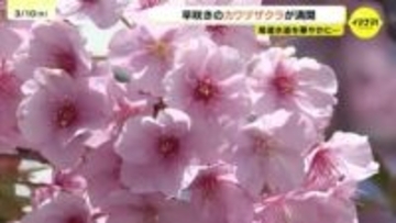 「待ち遠しい春がそこに」尾道でカワヅザクラが満開　ソメイヨシノより一足早く　広島
