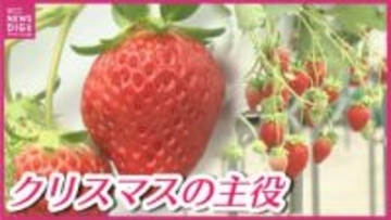 記録的猛暑を乗り越えた“クリスマスの主役”　生産者は｢年々 イチゴ作りが難しくなった｣と苦悩　イチゴの収穫が本格化　広島