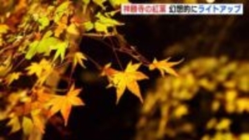 「どこを写真に撮っても絵になる」幻想的に紅葉を照らし　福山市の神勝寺でライトアップ　1000本のイロハモミジが色づき