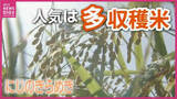 「広島の農家が「コシヒカリ」を捨て始めた！？2026年米価暴落の危機を救う“多収穫米”への大転換」の画像1