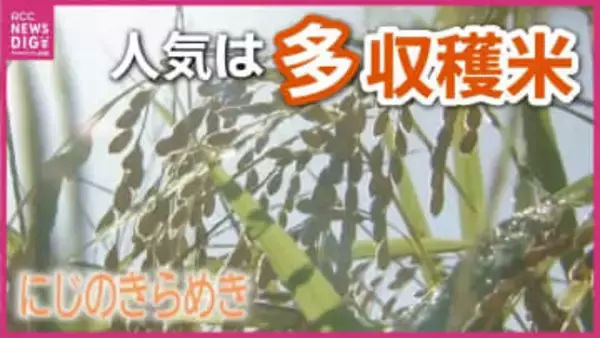 広島の農家が「コシヒカリ」を捨て始めた！？2026年米価暴落の危機を救う“多収穫米”への大転換