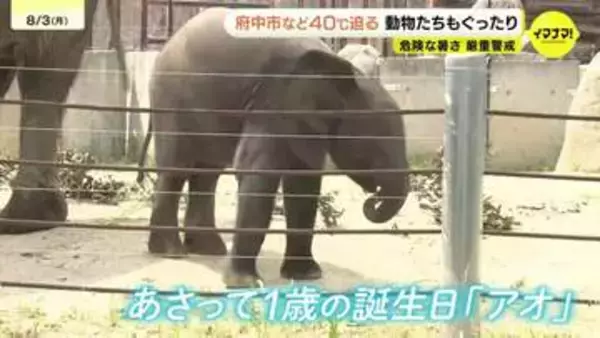 広島・府中市で2日連続39.5℃　猛暑で動物たちもぐったり　マルミミゾウ「アオ」は水遊びで大はしゃぎ　安佐動物公園
