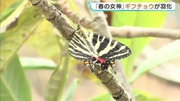 120匹のサナギから次々と… 広島・三次市で「ギフチョウ」が羽化　クリーム色の美しい羽広げ “春の女神”が舞う