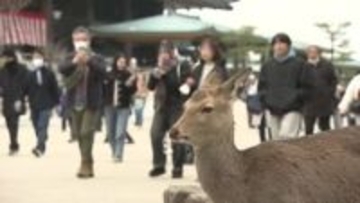 「通行止めで急遽泊まってお参りに」世界遺産登録から30年目の宮島　正月休み最終日も初詣でにぎわう　広島