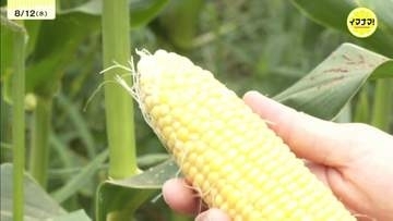 「ゆでたり焼いたりしてみんなで食べようと…」　地域盛り上げのトウモロコシの収穫体験　家族連れで賑わう　広島・三次市