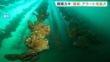 広島県内の養殖カキ 大量死のリスク高まる　県が「厳戒」アラートを拡大