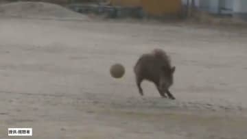 「イノシシがグラウンドでサッカーしている」早朝の小学校でボールを使うイノシシの姿　登校時間には警察が見回りも　けが人はなし　広島・江田島