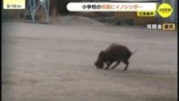 「校庭にイノシシがいる」早朝の小学校でボールを使うイノシシの姿　登校時間には警察が見回りも　けが人はなし　広島・江田島