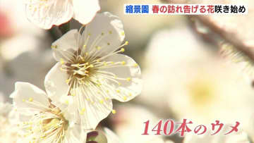 寒波で休眠打破進み春の訪れを告げる「ウメ」が咲き始める　広島・縮景園