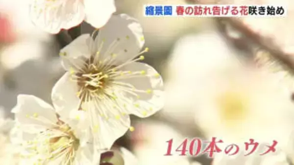 寒波で休眠打破進み春の訪れを告げる「ウメ」が咲き始める　広島・縮景園