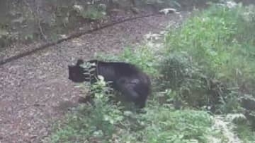 クマ侵入で全面閉鎖のエリア　半年ぶりに一部再開へ　安佐動物公園の「西園」　広島