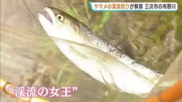「「渓流の女王」待望の解禁！広島・三次市でヤマメ釣りスタート　水温上昇を待ち1か月遅らせての開幕」の画像