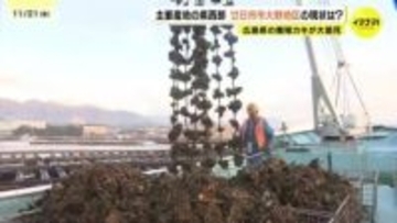 主要産地の県西部　廿日市市大野地区の現状は？　養殖カキ大量死の原因は「貧酸素水塊」と「風向き」が原因か　広島