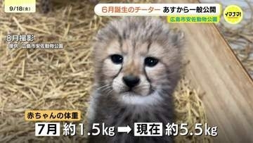 「お母さんの子育ては100点」　６月生まれのチーターの赤ちゃん　19日から一般公開　広島市安佐動物公園では初の繁殖