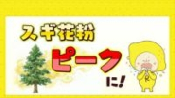 スギ花粉の飛散ピーク迎える　花粉症の方は万全の対策を