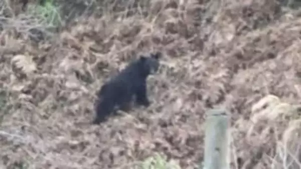 「箱ワナにクマが…」近くには“親グマ”の姿も　広島・北広島町で住民に緊張　20日もハンターら捜索へ