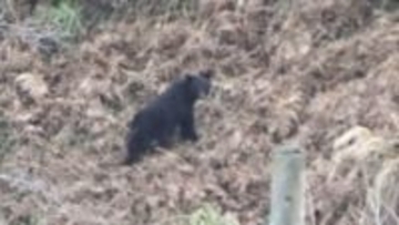 「箱ワナにクマが…」近くには“親グマ”の姿も　広島・北広島町で住民に緊張　20日もハンターら捜索へ