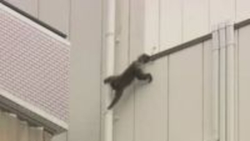 連日サルが出没の広島市中心部　24日もビルからビルへ飛び移る姿を撮影　先週から警察にも通報相次ぐ