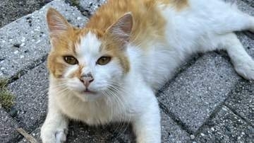 “家族同然”のネコ　庭に現われた猟犬にかみ殺される　飼い主が怒り「夢にも思わなかった無残な光景」広島【前編】
