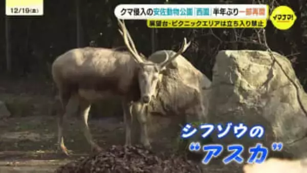 「レッサーパンダなどようやく見られる」安佐動物公園の西園が半年ぶりに再開　野生のクマ出没で全面閉鎖